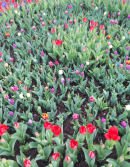 tulip season | @jessicazimlich